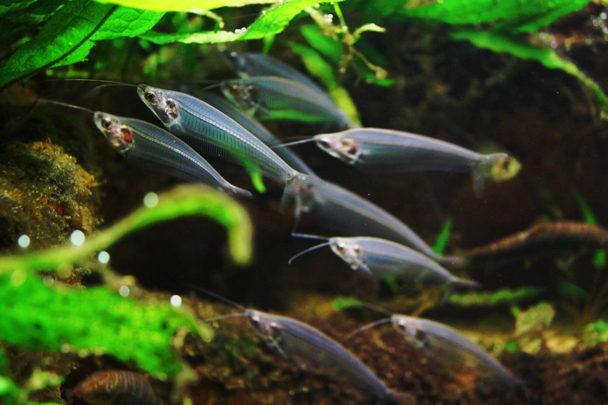 Glass catfishes in aquarium in frankfurter Zoo